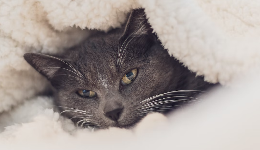 Cat wrapped in a blanket