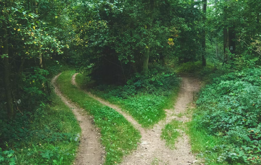 Photo of a forest with 2 paths, one leading left, and the other leading right